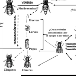 Cambios ambientales y la dinámica de poblaciones de abejas