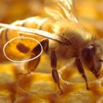 Comportamiento social de las abejas: Descubre su genética