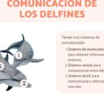Descubre cómo los delfines se comunican con silbidos y chasquidos