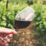 Descubre el fascinante proceso de producción del vino