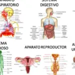 Descubre los diferentes sistemas que existen y cómo funcionan