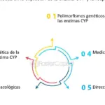 Fundamentos esenciales de la genética: ¡descúbrelos en este artículo!