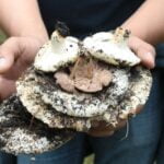 Guía segura para recolectar hongos comestibles en el bosque