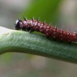 Importancia de los áfidos en la biodiversidad: Revelador estudio