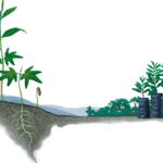 Interacciones reptiles-plantas: clave para recuperar áreas degradadas