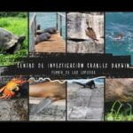 La evolución de las tijeretas: un fascinante recorrido histórico