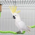 Perchas de cuerda para columpios: accesorio ideal para aves mascotas