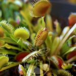 Reptiles y plantas carnívoras en hábitats pantanosos