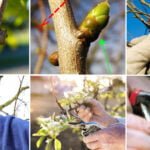 Secretos para aumentar la productividad de los árboles frutales